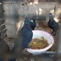 کبوتر زاغ سیستان|پرنده|خاش, |دیوار