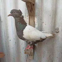کفتر پرشی