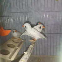 فنچ|پرنده|شیراز, پودنک|دیوار