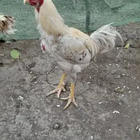 خروس جوجه کشی