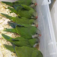 جوجه راهب سبز و آبی