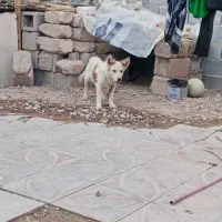 سگ پا کوتاه ماده|سگ|داراب, |دیوار