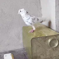 پرنده کفتر|پرنده|محمدیه-قزوین, |دیوار