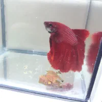 فروشی تعدادی ماهی|ماهی|رشت, کاکتوس|دیوار