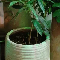 گل و گیاه و اجرا گلخانه کوچک آپارتمانی|گل و گیاه طبیعی|تهران, نیروی هوایی (پیروزی)|دیوار