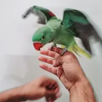شاه طوطی نر کاملا رام|پرنده|بیرجند, |دیوار