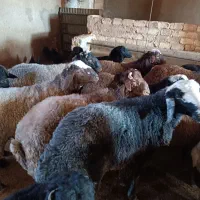 بره نر|حیوانات مزرعه|خنجین, |دیوار