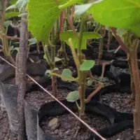 نهال کیوی بدون قلم (تلخ)