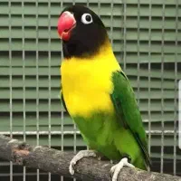 کوتوله یقه زرد