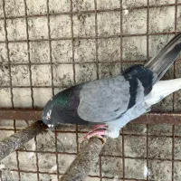 کبوتر تهرانی