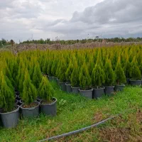 درختچه لاوسون چنار درخت بادام نهال درخت سرو کاج|خدمات باغبانی و درختکاری|شیراز, حومه شیراز|دیوار