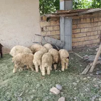 به دلیل بد قولی عده ای از دوستان مجدد آگهی گذاشتم