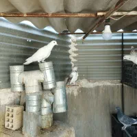 کبوتر گمشده ماده کله بوردوحلقه قرمز کله قهوه ای