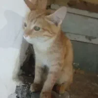 واگذاری گربه