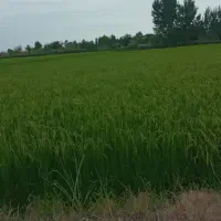 اجاره-یک-و-نیم-هکتار-برای-کشت