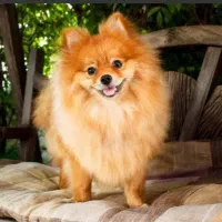 سرپرستی قبول میکنم