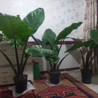 گل بابا آدم|گل و گیاه طبیعی|اردبیل, |دیوار