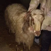 گوسفند نر خونی