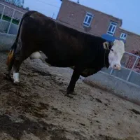 گاو مور سیمنتال ابستن