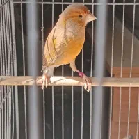 قناری در پرنده