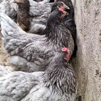 تخم نطفه دار مرغ آیسبار سوئدی