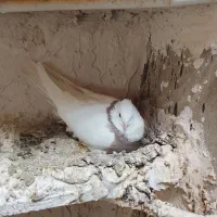 کبوتر طوقی|پرنده|کنگاور, |دیوار