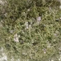 آویشن کهلیح اوتی