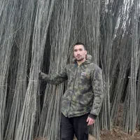 نهال بندار سن‌بالا میوه همه رقمی‌و کبوده صنوبر