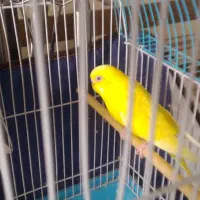 جفت مرغ عشق