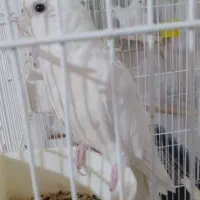 عروس هلندی و جوجه عروس