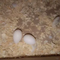 عروس هلندی جفت مولد|پرنده|تهران, شهرک شریفی|دیوار