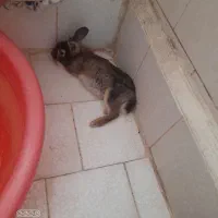خرگوش اهلی خیلی بازیگوش ۱ کیلو وزن بزرگ