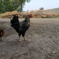 خروس محلی جوان|حیوانات مزرعه|اهواز, منازل کارون|دیوار