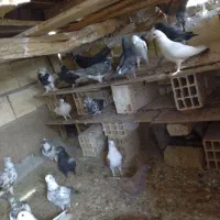 کبوتر به سورت عمده|پرنده|اردکان, |دیوار