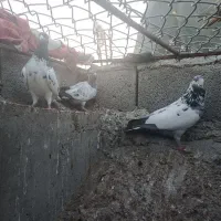 ک،ب،و،ت،ر|پرنده|چابهار, |دیوار