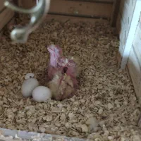 عروس هلندی مولد|پرنده|شیراز, آزادی|دیوار