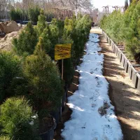 کاج سوزنی ،کاج مشهد