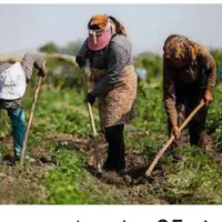 کارگر نیاز دارم کارگر برای چیدن لطفا زنگ بزنید