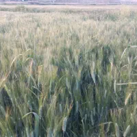 گندم دهدشت|حیوانات مزرعه|سرپل ذهاب, |دیوار