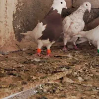 طوقی|پرنده|کنگاور, |دیوار