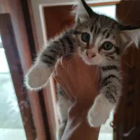 واگذاری گربه دو عدد