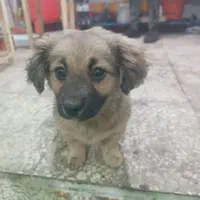 سلام سگ شیتزو