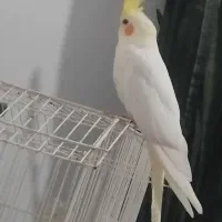 عروس هلندی بالغ نر سخنگو|پرنده|شیروان (خراسان), |دیوار