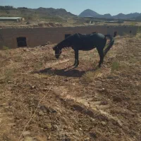 اسب مادیان 3به4فروش