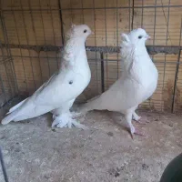 کفتر پرشی ومسافتی|پرنده|قم, هنرستان|دیوار