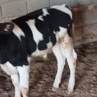 گوساله نر|حیوانات مزرعه|کاخک, |دیوار