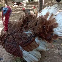 بوقلمون.خروس.جوجه.