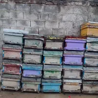 فروش کندوی عسل و پوکه