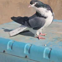 دمگیر کفتر دوبحر