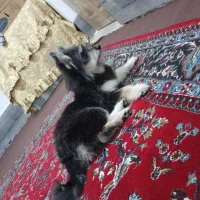 سگ پامر خرسی|سگ|شیراز, بید زرد|دیوار